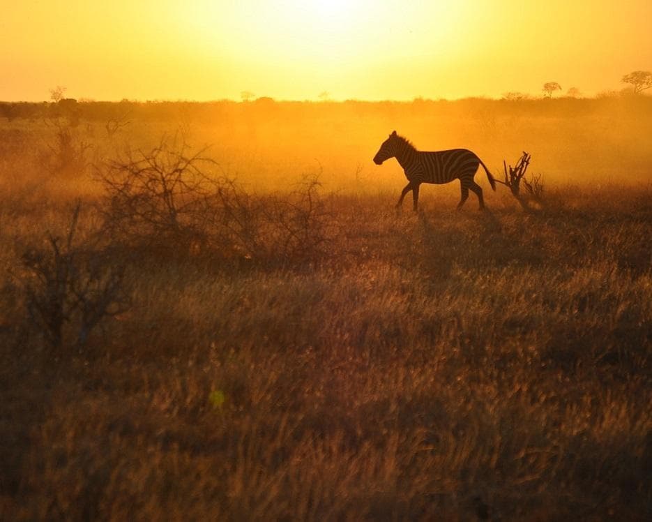 Safari "Savanne & Regenwald"