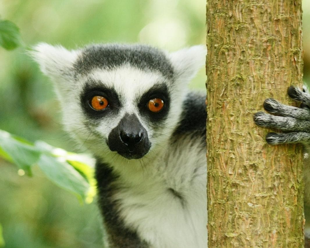 Madagaskars Süden Privatrundreise