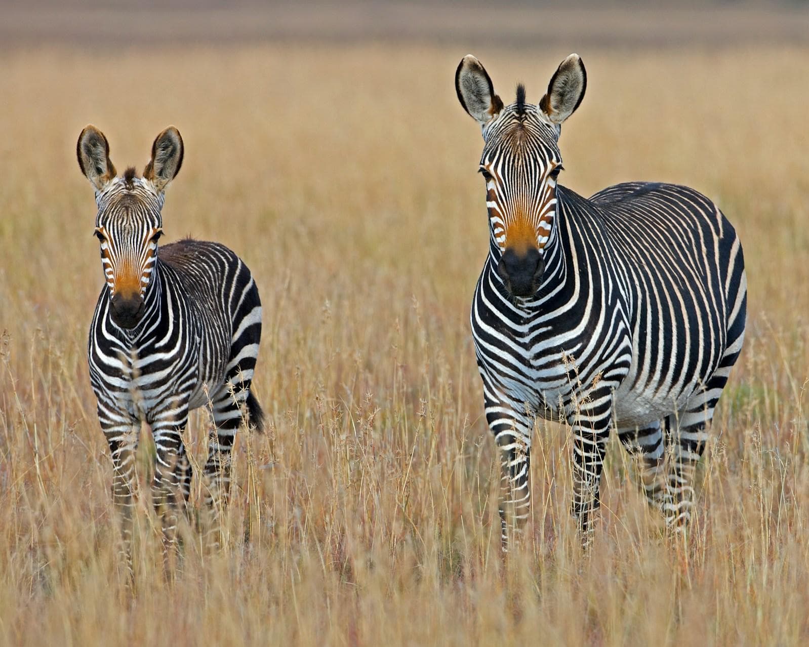 2 notti Victoria Falls