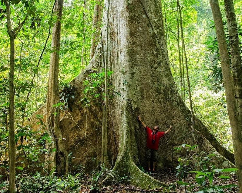 Kurztour "4 Tage Taman Negara"