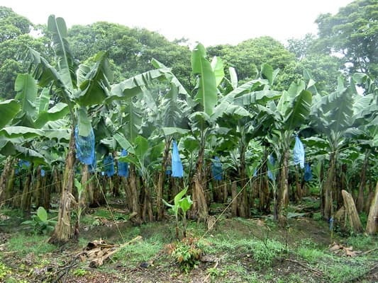 Rundreise "Höhepunkte Costa Ricas" (ab/an San José)