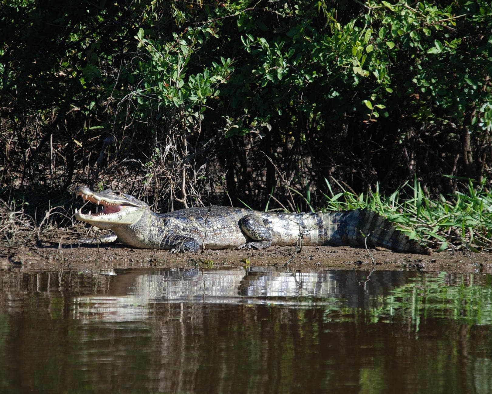 Pampas de Yacuma, paquete 3 días 2 noches