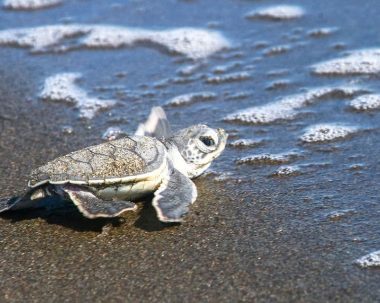 Costa Rica y Nicaragua