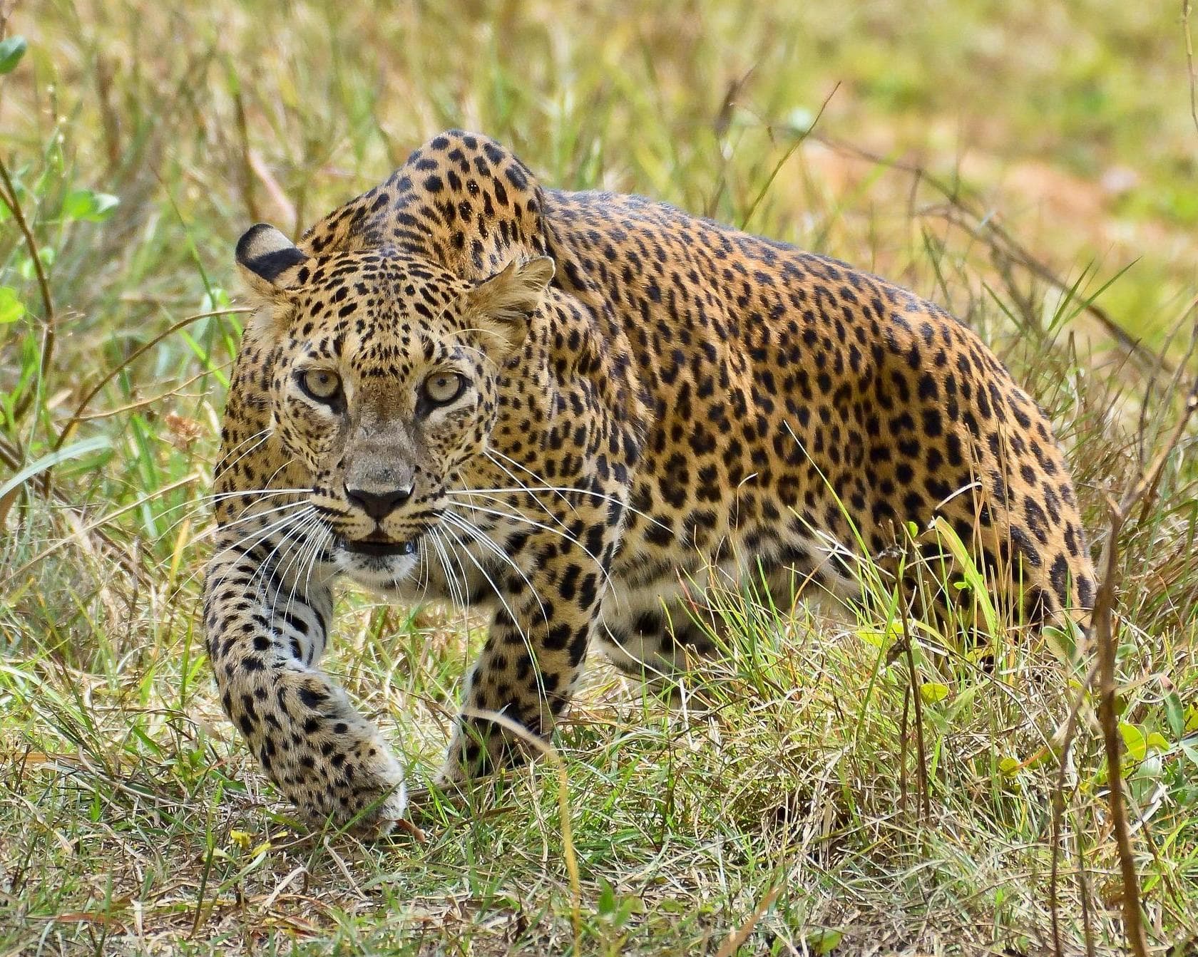 Privatrundreise "Einmaliges Sri Lanka" (ab Colombo bis Beruwela)