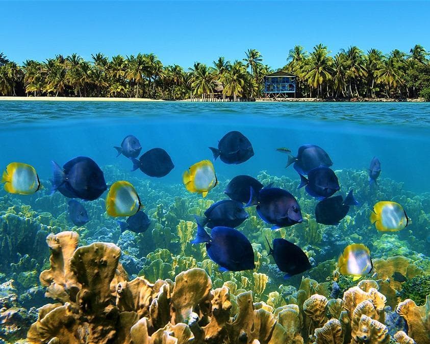 PANAMÁ+ BOCAS DEL TORO & SAN BLAS 2024