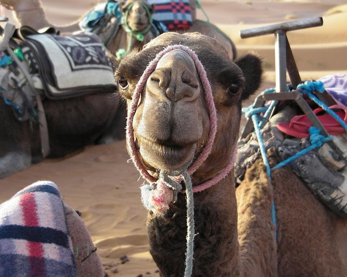 Marocco Autentico: Dalle Città Imperiali al Deserto