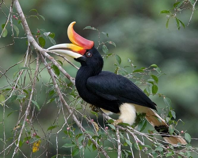 Kurztour "4 Tage Taman Negara"