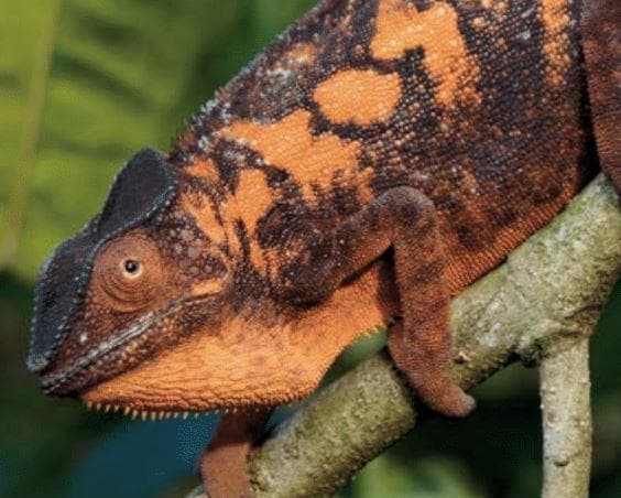 Rundreise "Madagaskar: Menschen und Lemuren"