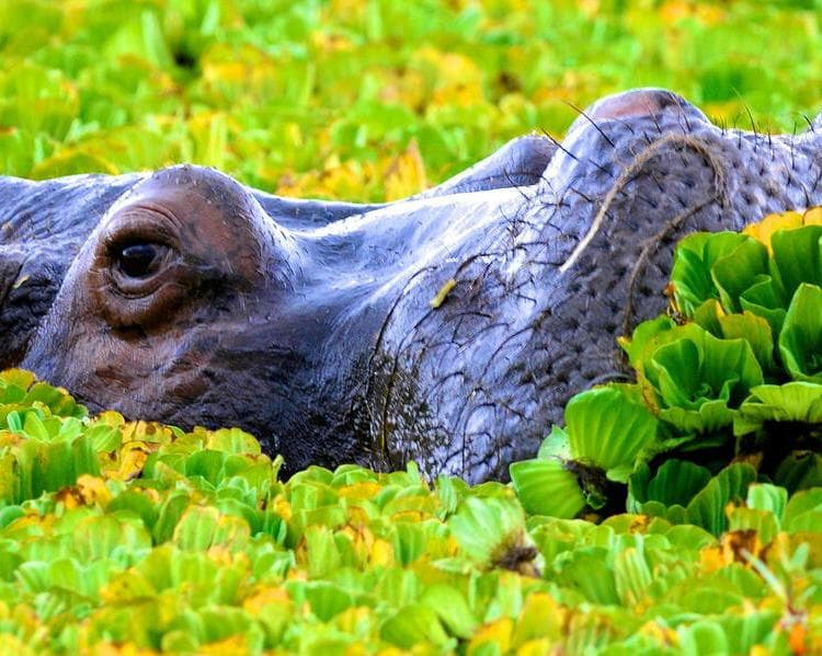 Safari "Tansania - auf der Pirsch am Kilimanjaro"