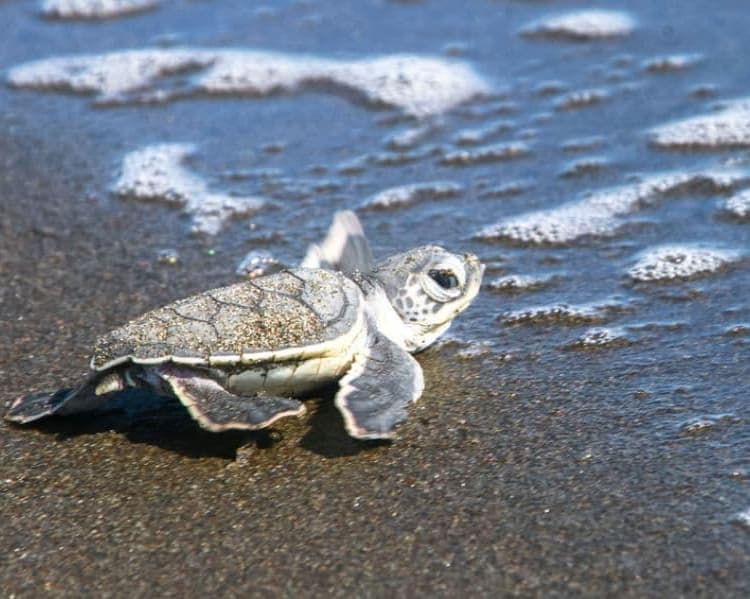 Mini Tortuguero desde San José - Costa Rica a la carta
