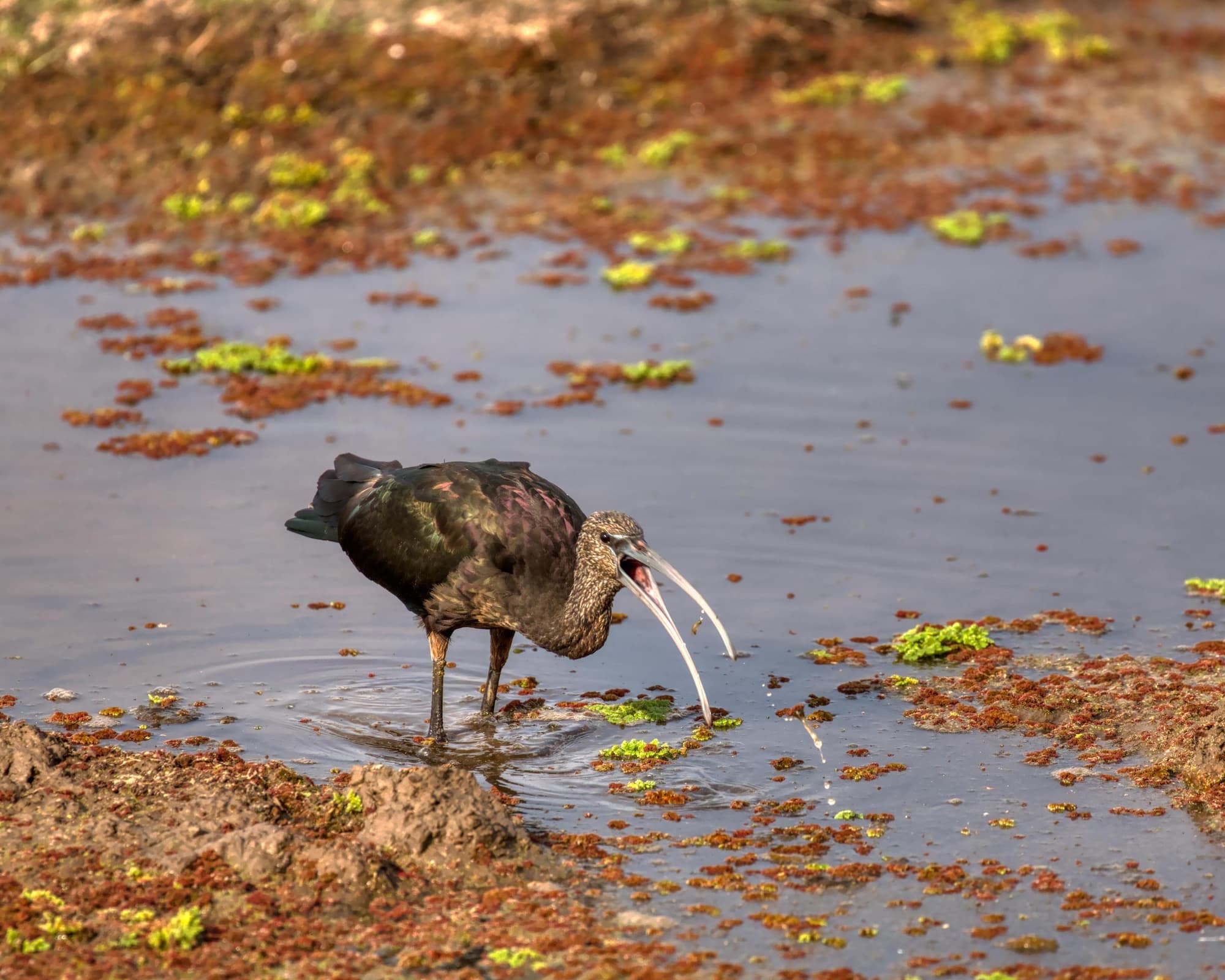 Safari "Amboseli Nationalpark"