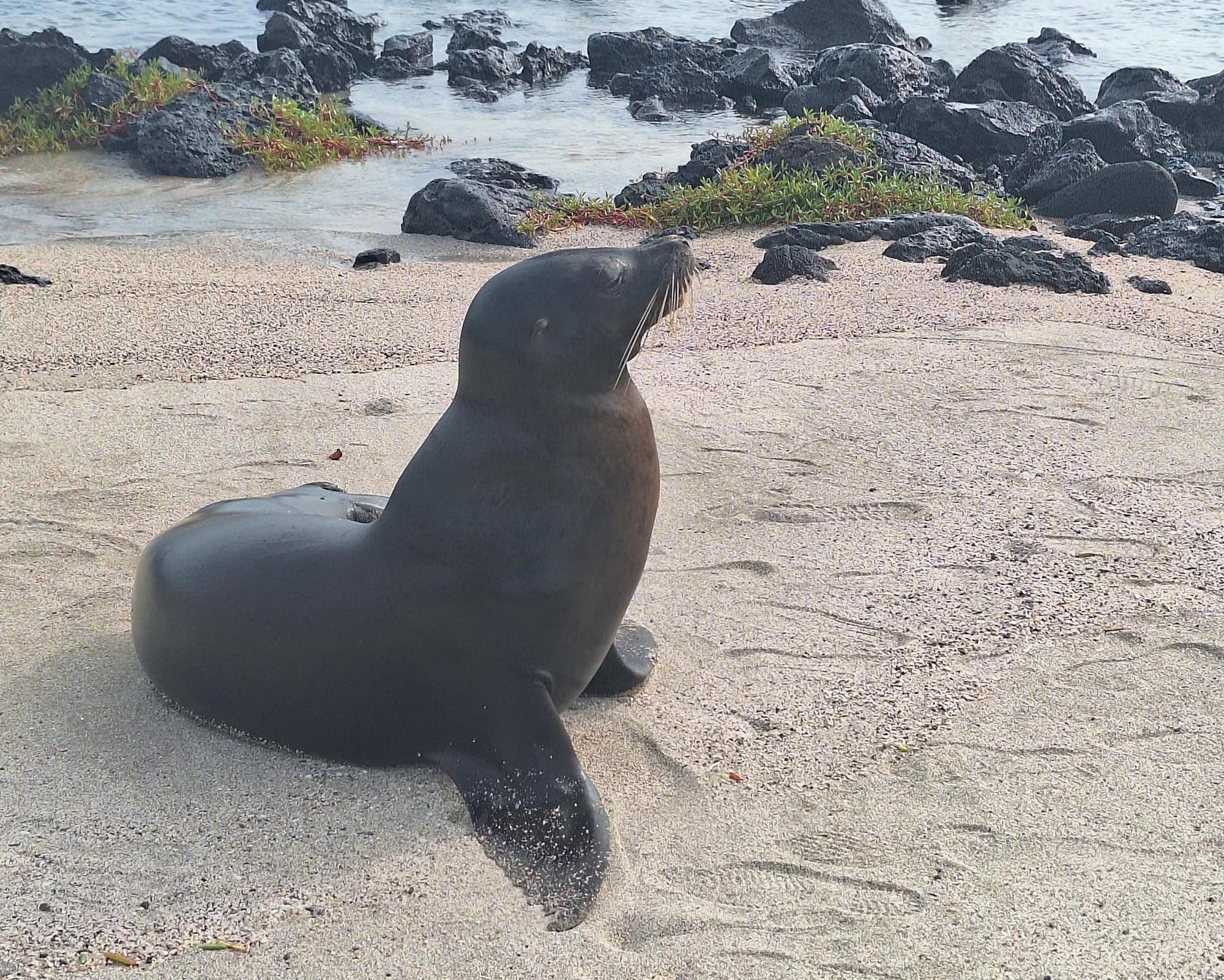 Guayaquil and Galapagos 8 dias 