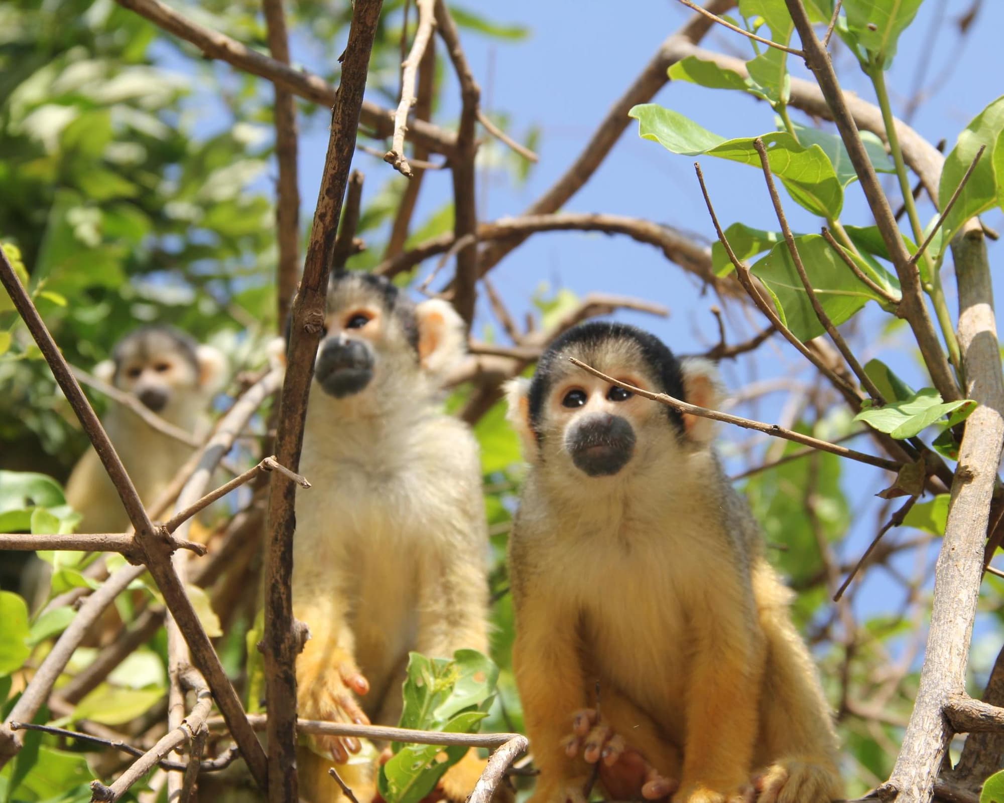 Pampas de Yacuma, paquete 3 días 2 noches