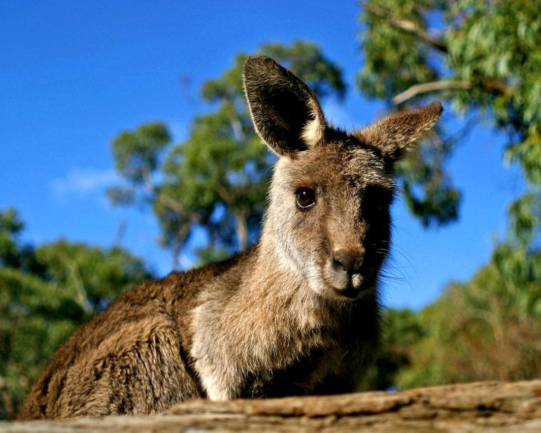 Red Centre Highlights Rundreise