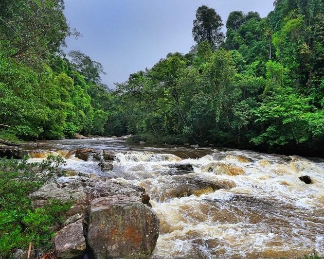 Kurztour "4 Tage Taman Negara"