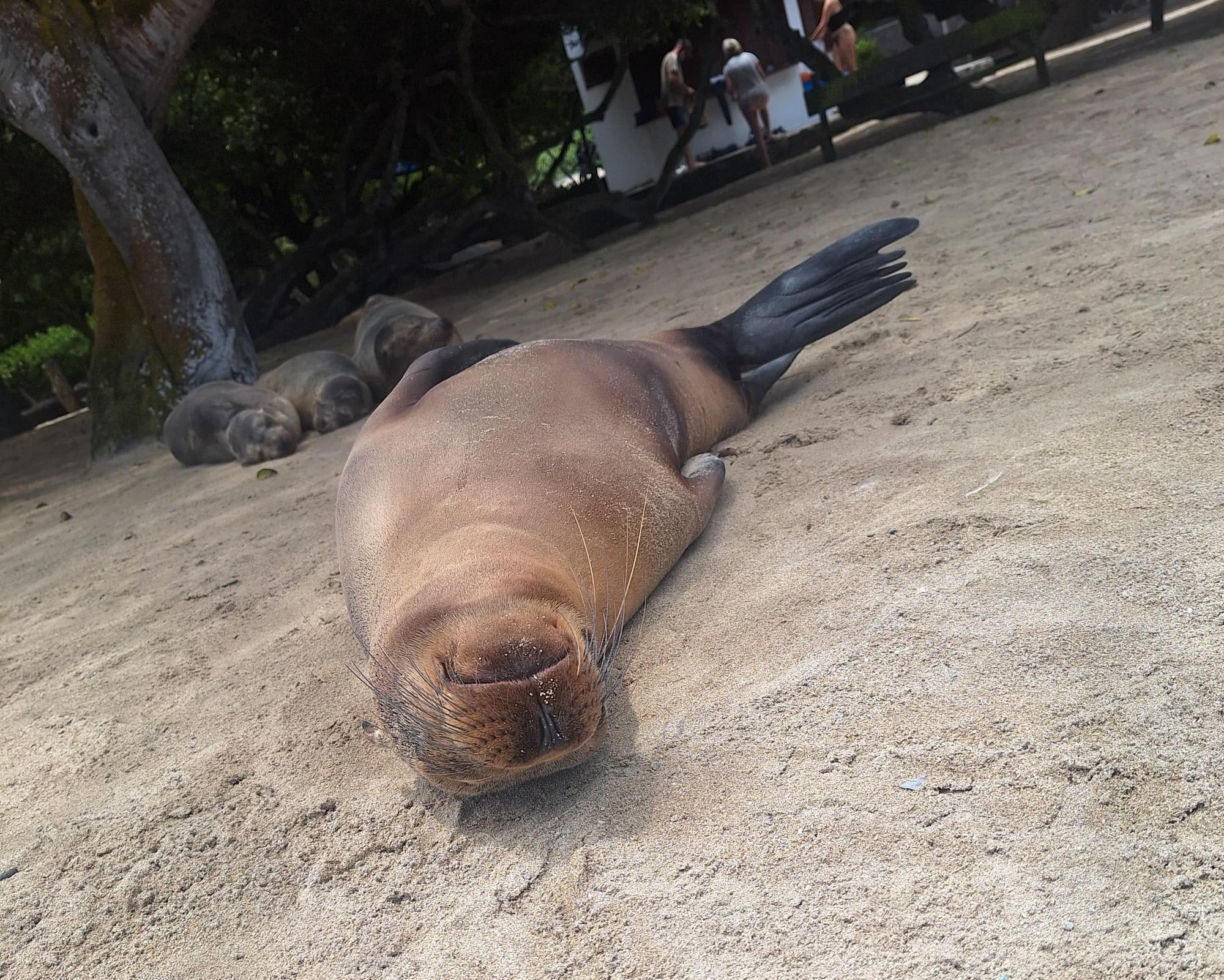 Santa Cruz & Isabela 5 dias