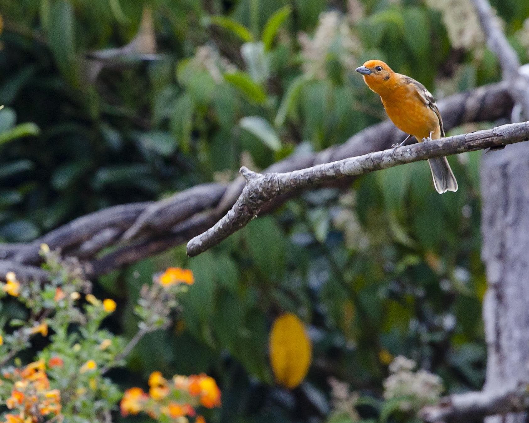 Selbstfahrer-Rundreise "Costa Ricas Süden"