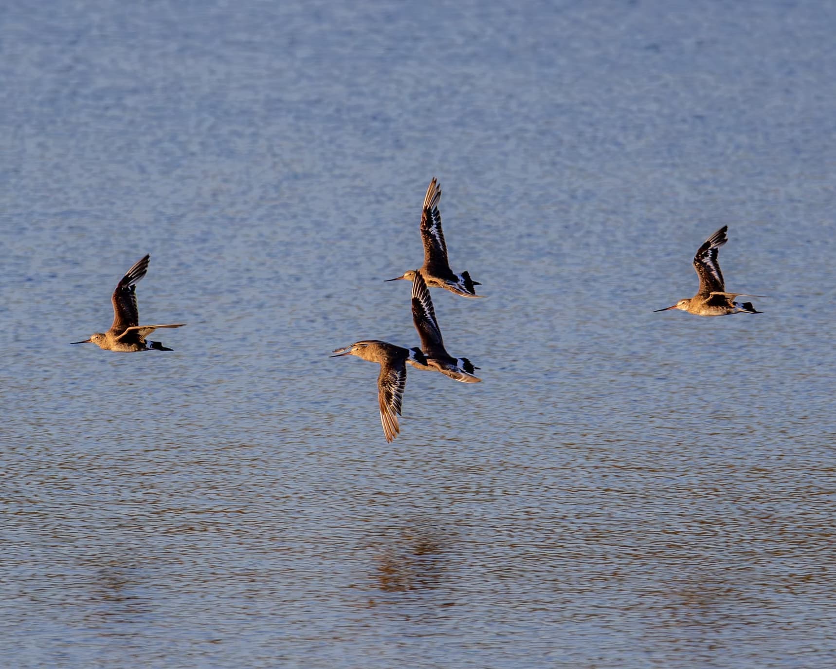 Black - Bloqueo Chiloé 05 Noches Vía SKY - Hotel de Castro