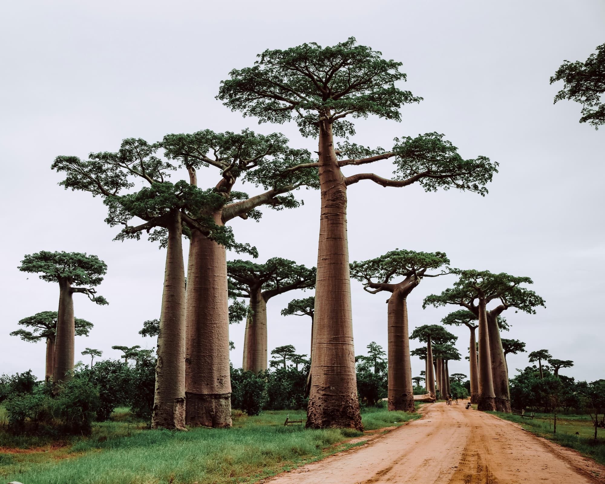 Rundreise "Madagaskar: Menschen und Lemuren"