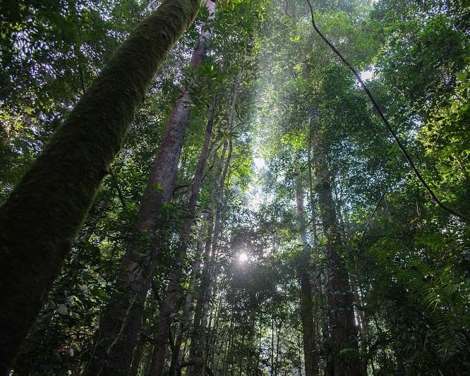 Kurztour "4 Tage Taman Negara"