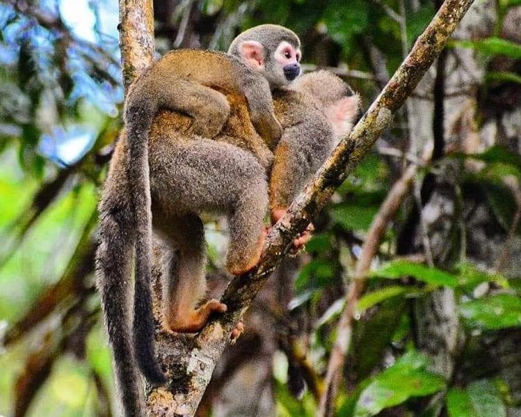 Cumaceba - Tucán 03D/02N