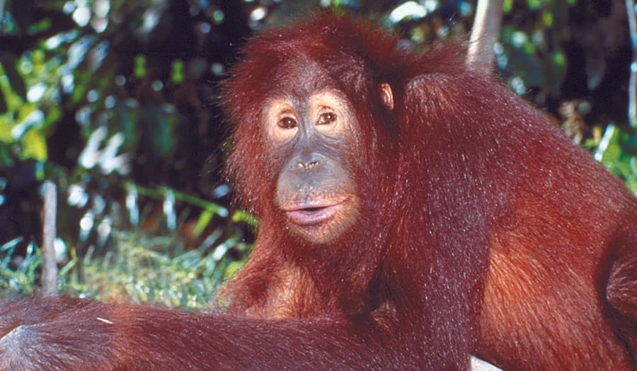 Rundreise "Die Natur Borneos"