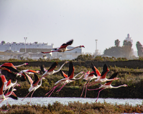 Alojamento Gratuito em Islantilla - Sul de Espanha