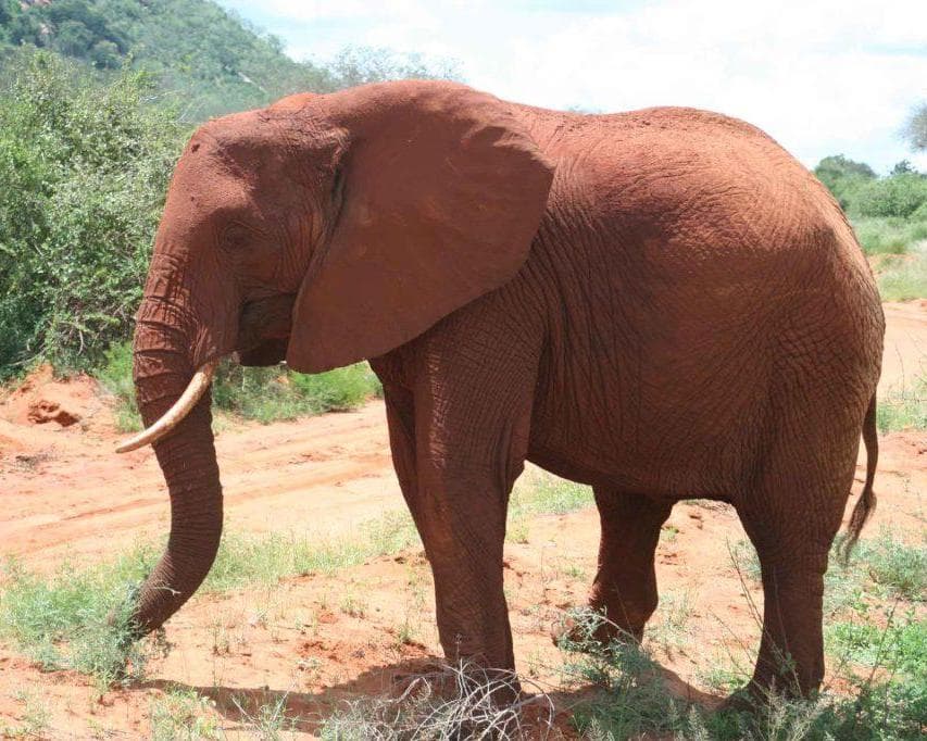 Safari "8 Tage Safari Abenteuer" (ab/bis Mombasa)