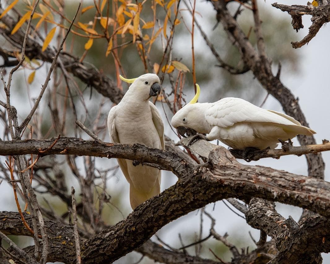 Sydney & the Blue Mountains Rundreise
