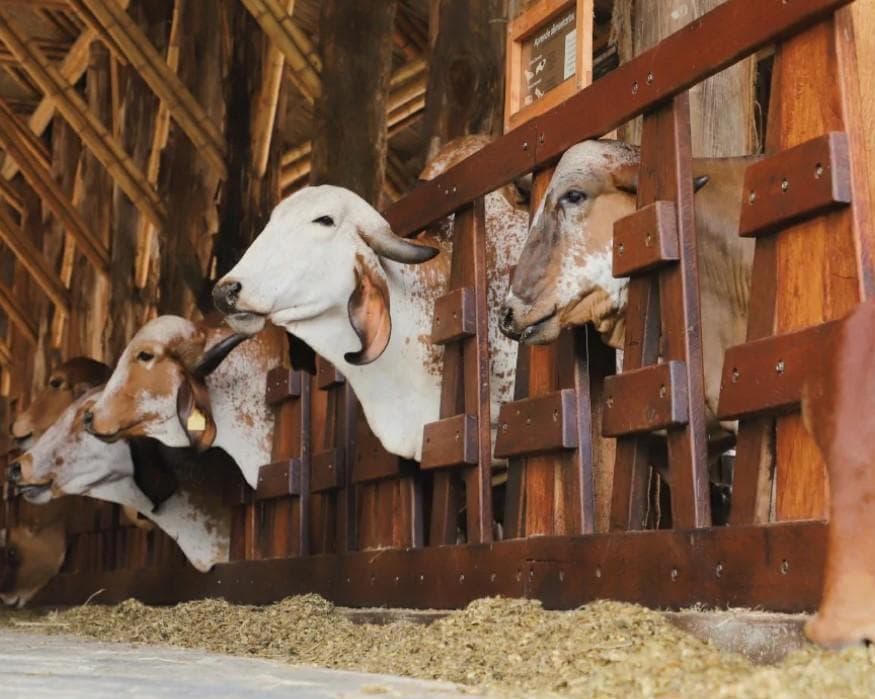 CLASSIC EJE CAFETERO 3N4D