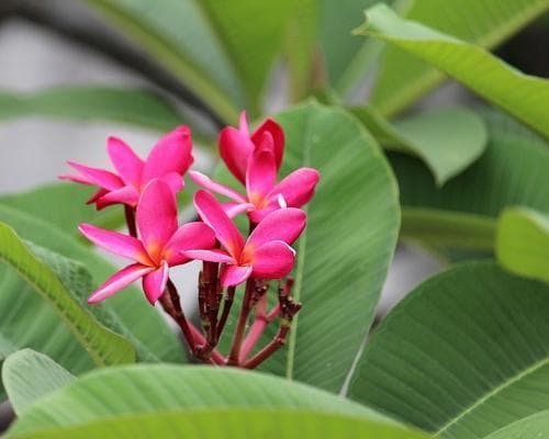 SV Sea Pearl Segelkreuzfahrt (Sommerprogramm ab/an Praslin) 6 Nächte