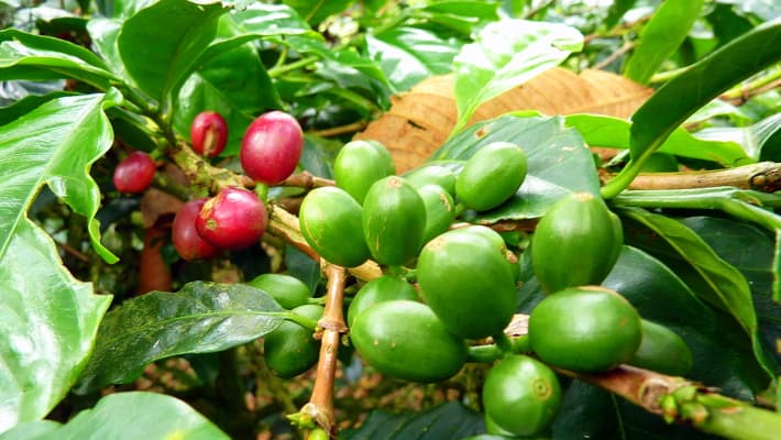 Faszination Kolumbien Rundreise (Bogota/Cartagena)