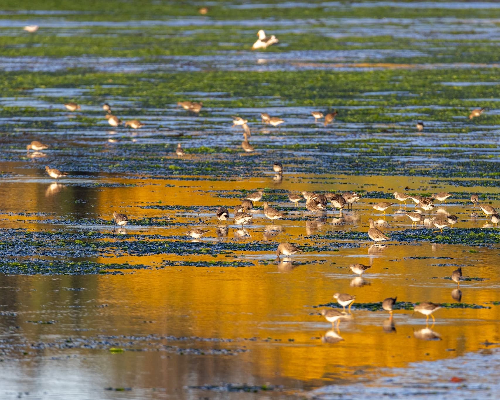 Refugia Chiloé Full Experience 04 Días - 03 Noches (Solo Tierra) 