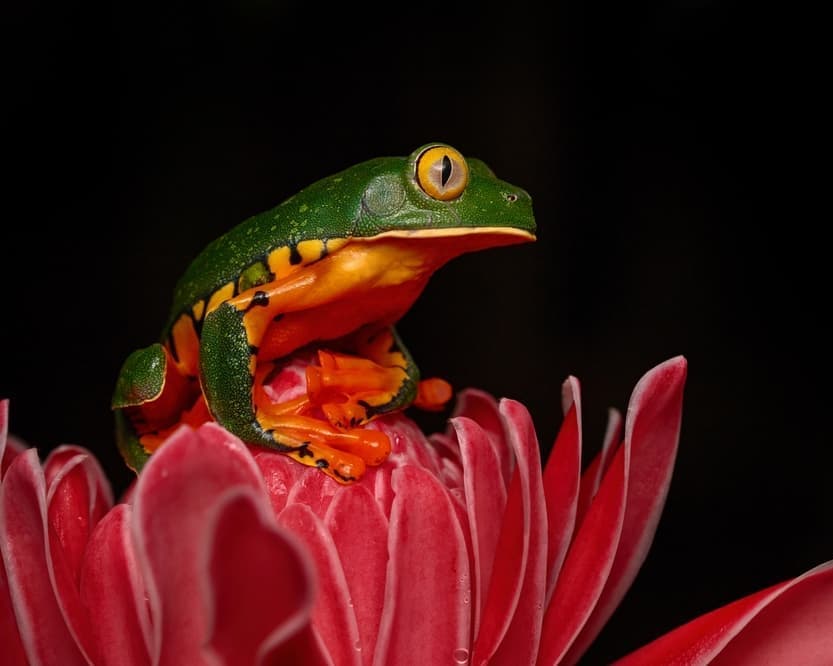 Costa Rica y Nicaragua