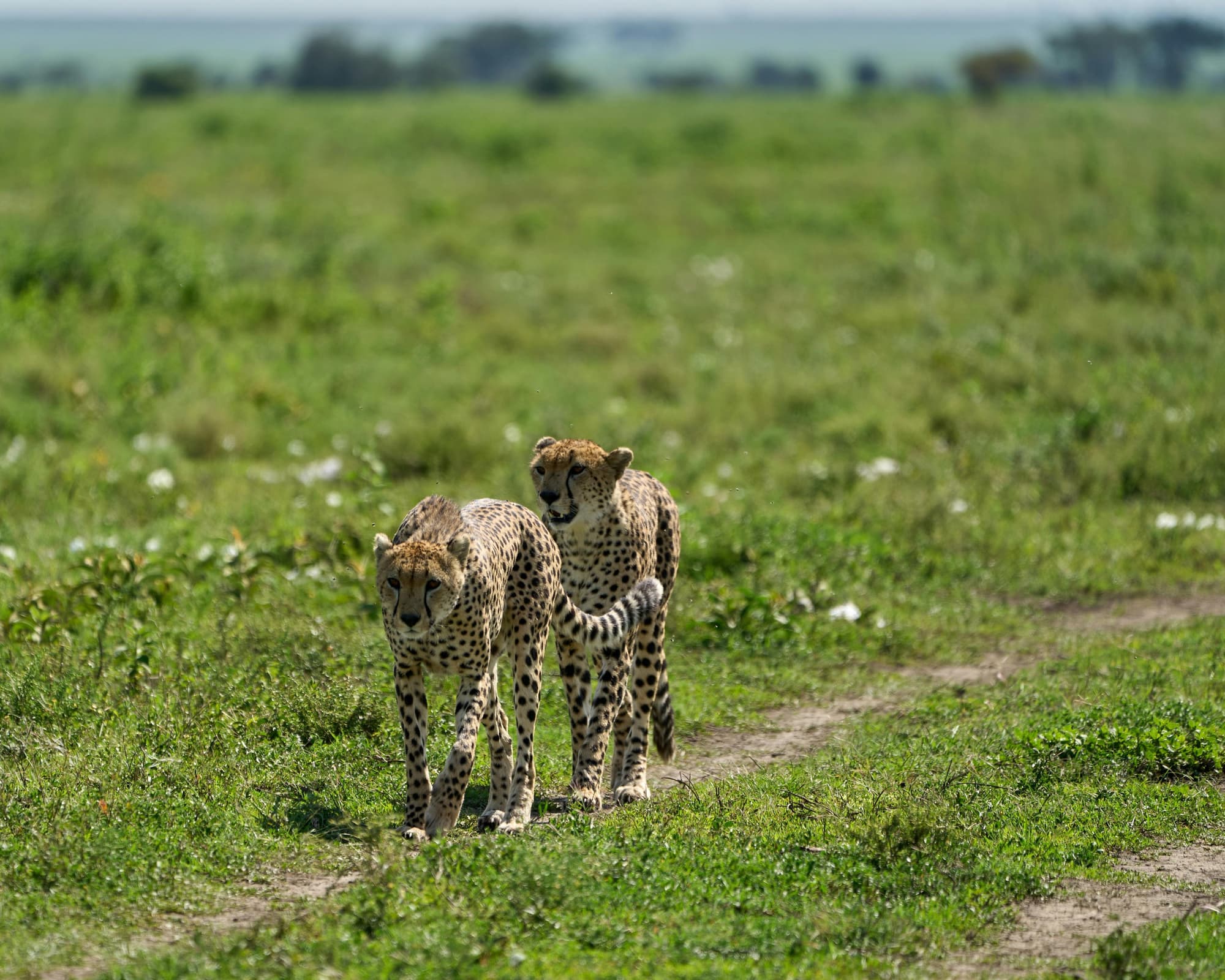 Safari "Ngorongoro und Serengeti Nationalpark" 