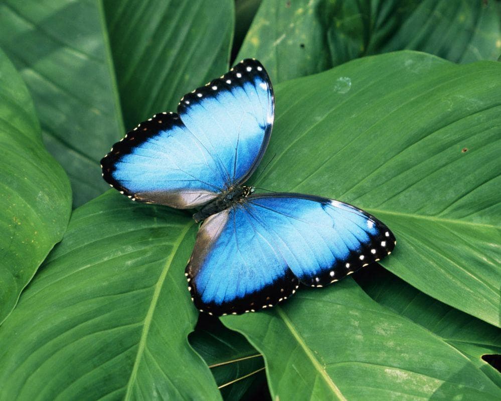 EXPLORE COSTA RICA & PANAMA Foreste, Vulcani e Vie d'Acqua