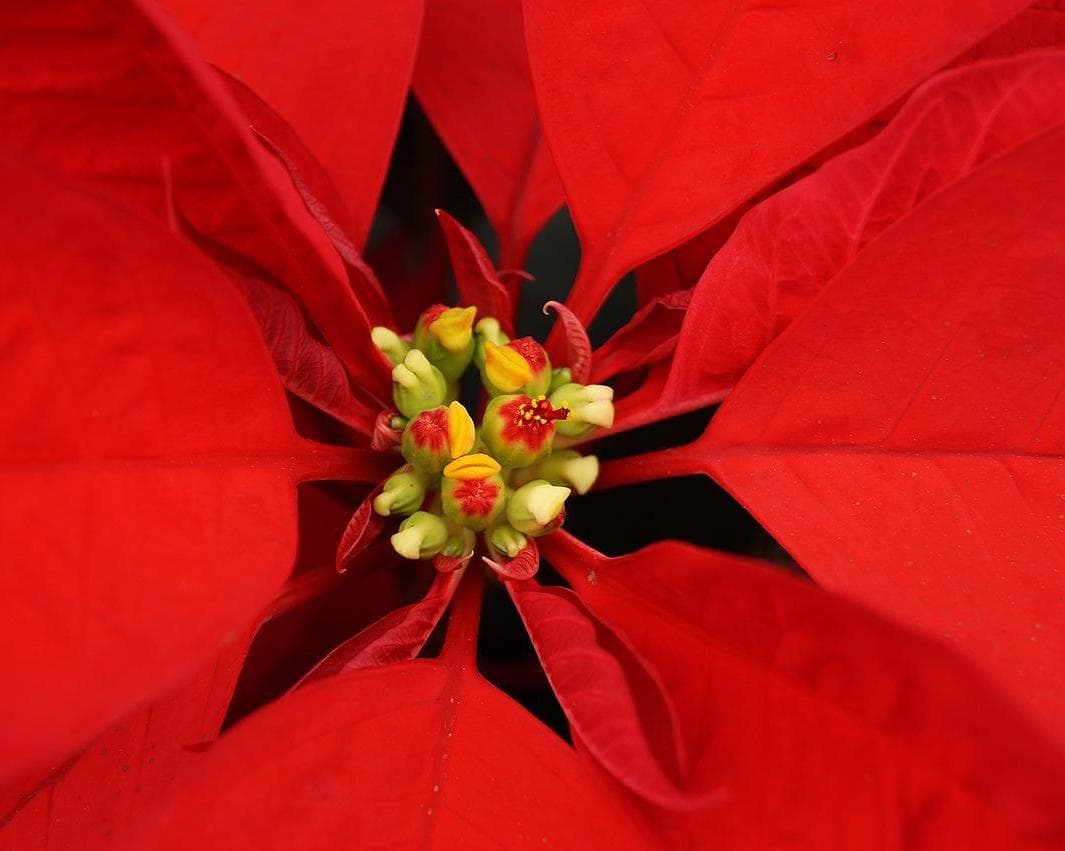 Oaxaca y su noche de rábanos y calendas en Navidad
