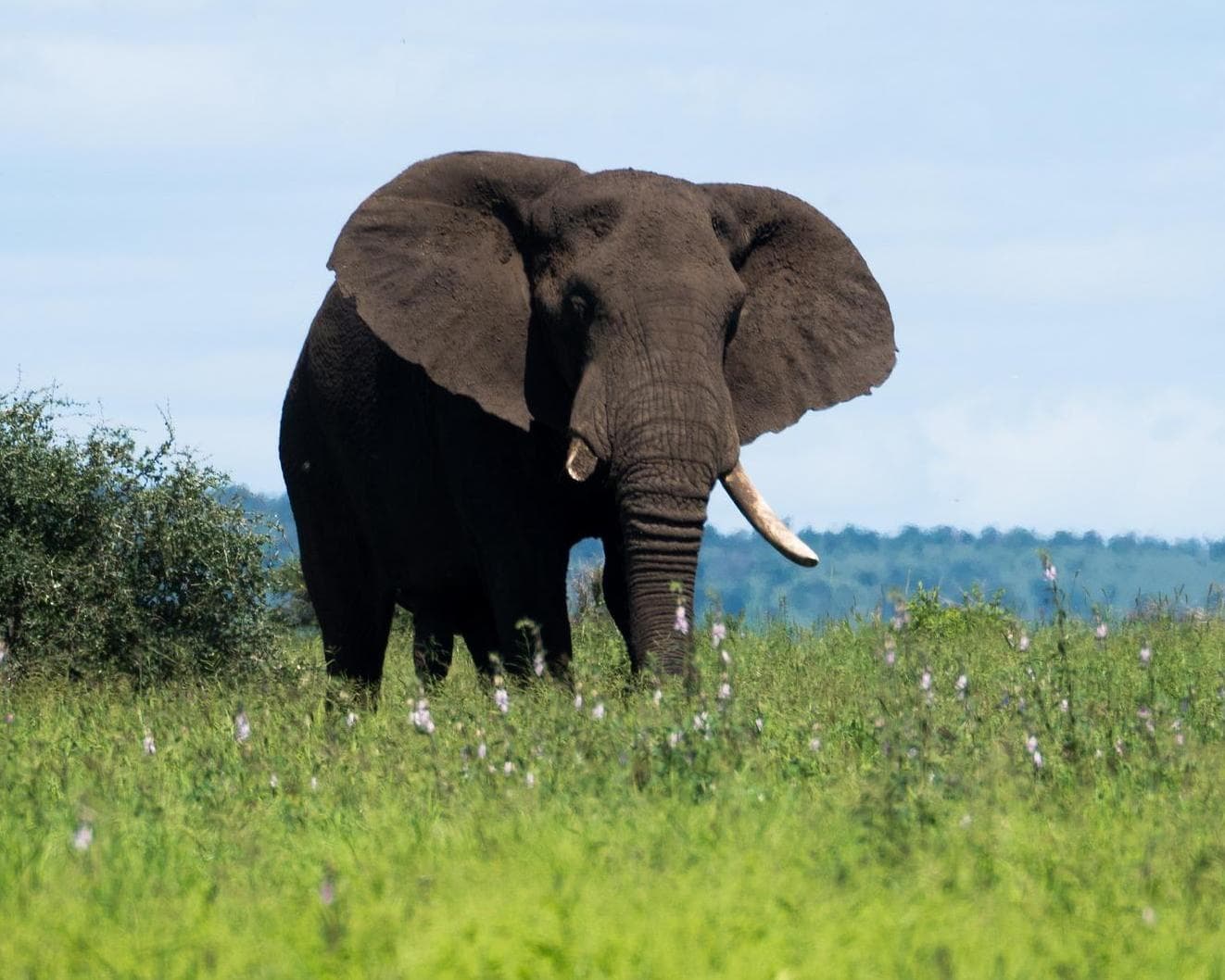 Safari  "Kruger Nationalpark" (3 Tage)