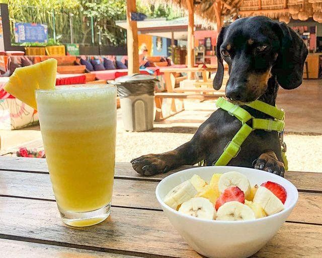 SELINA COLIVE FLEX - LATINOAMERICA