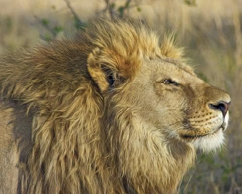 Safari no Quénia + Praia
