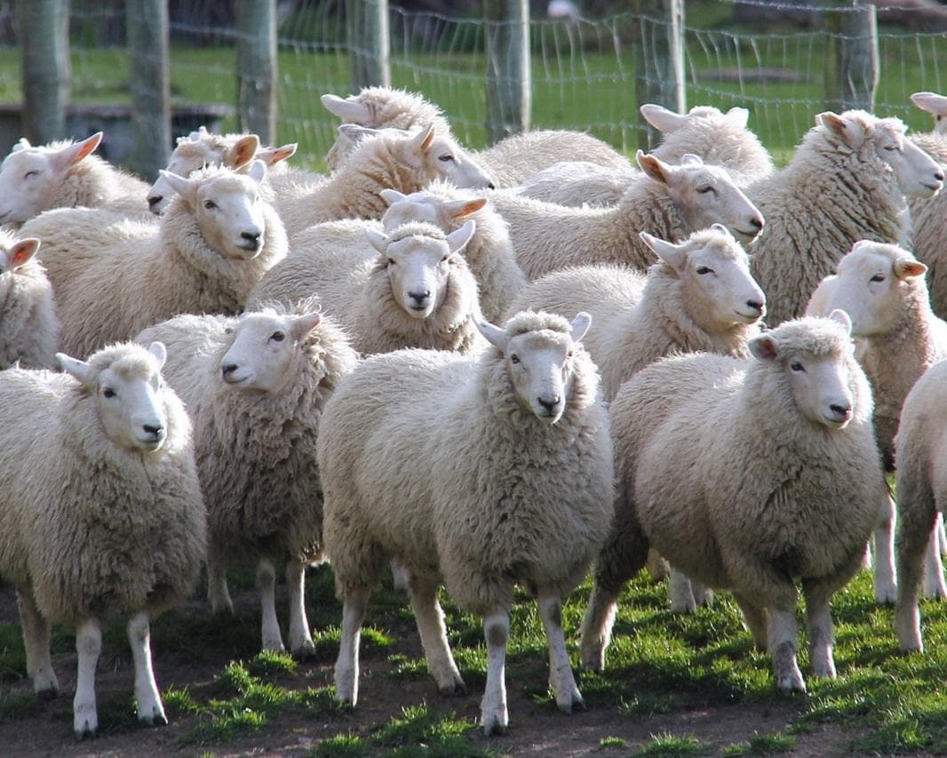 Neuseeland - Höhepunkte der Südinsel Rundreise