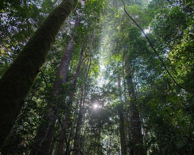 Kurztour "3 Tage Taman Negara"