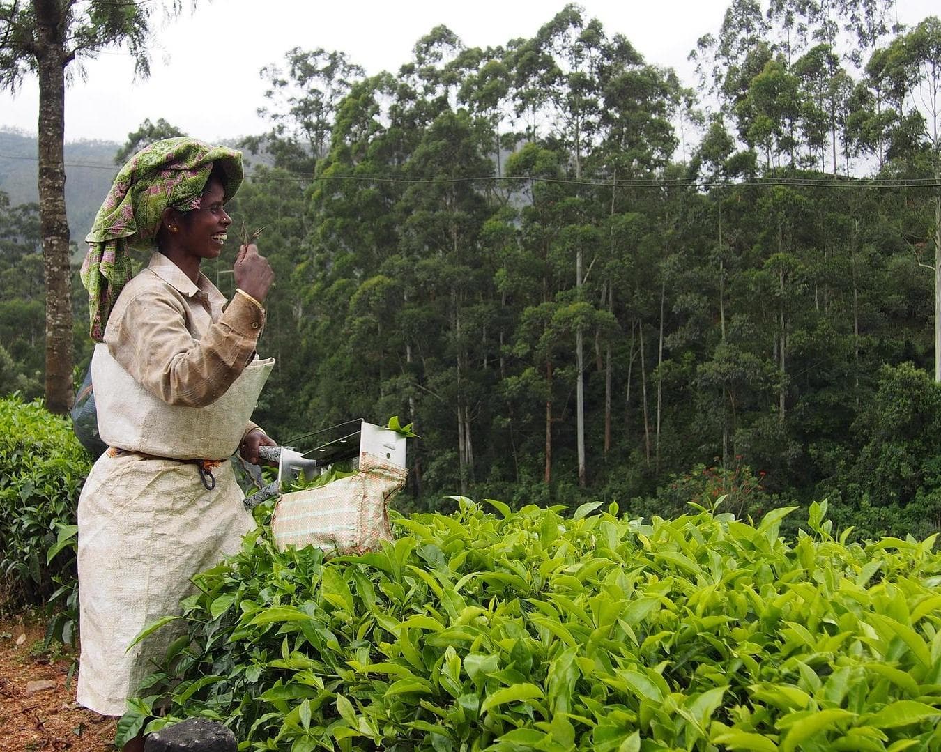 Private Kurztour "Kerala kompakt – Zwischen Teegenuss und Tradition"