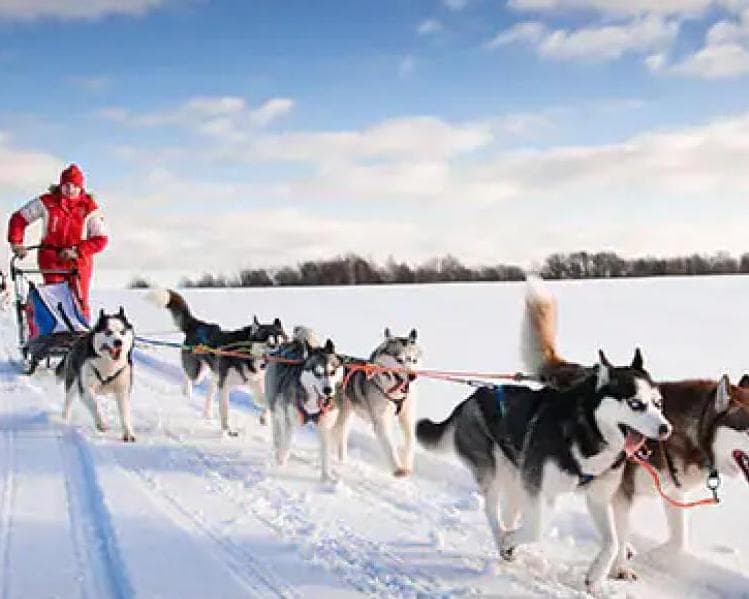 Terra do Pai Natal-Circuito exclusivo na Lapónia 24