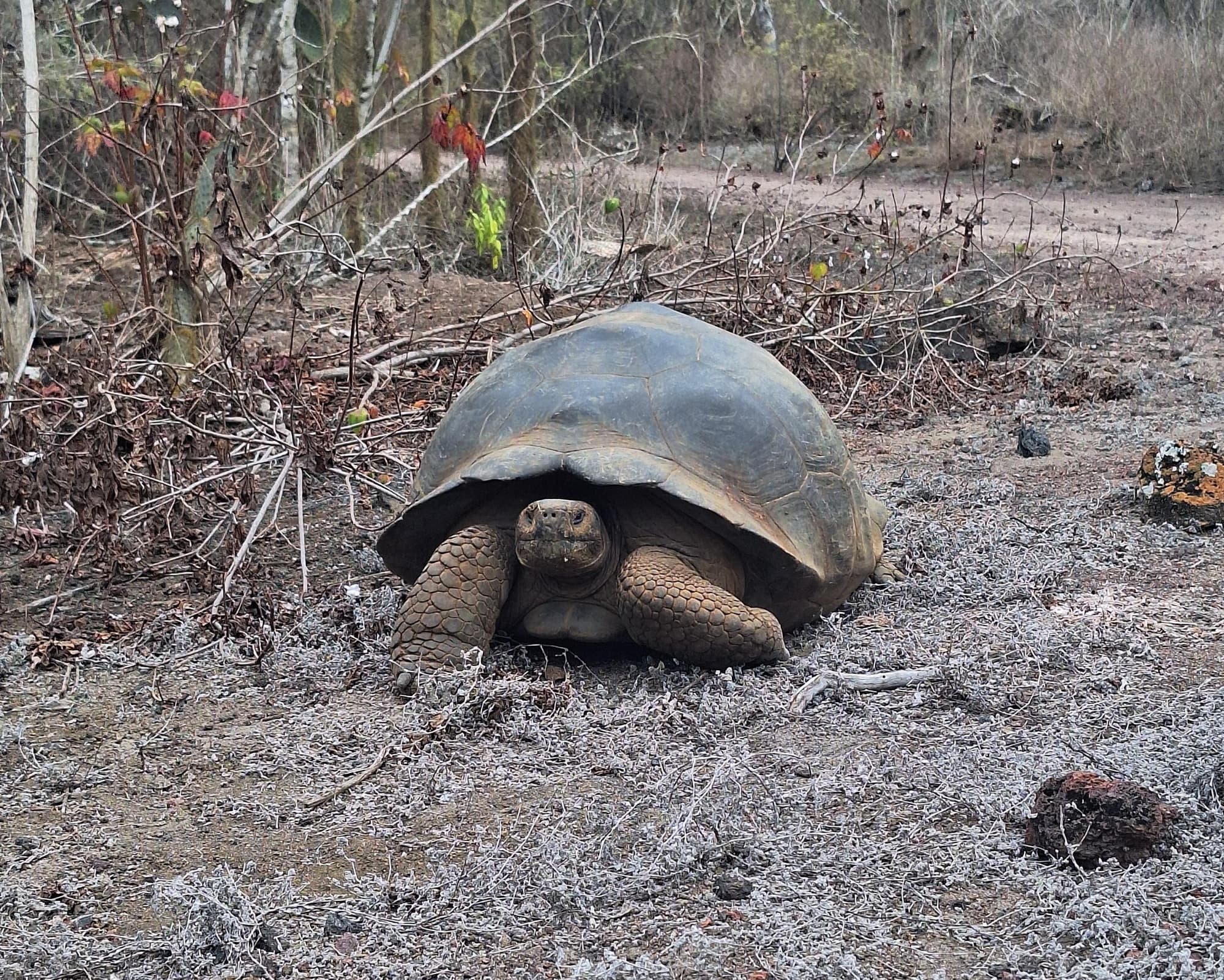 Santa Cruz & Isabela 5 dias