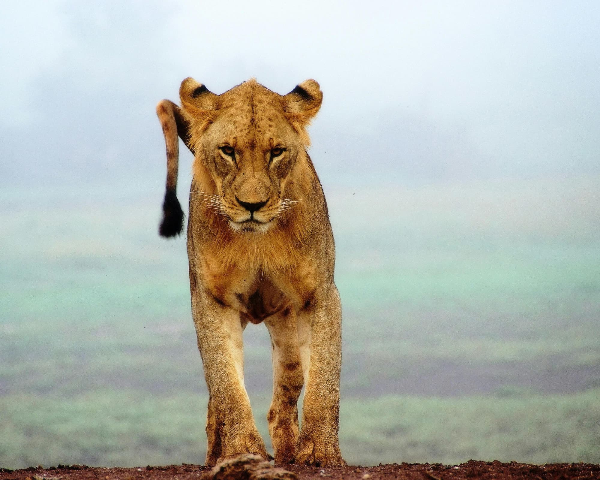 Safari "8 Tage Safari Abenteuer" (ab/bis Mombasa)