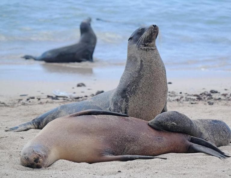 Rundreise "Galapagos Island Hopping"
