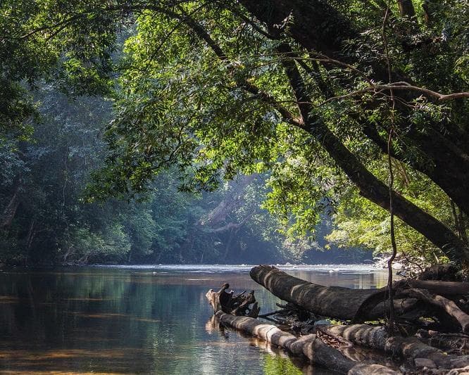 Kurztour "4 Tage Taman Negara"