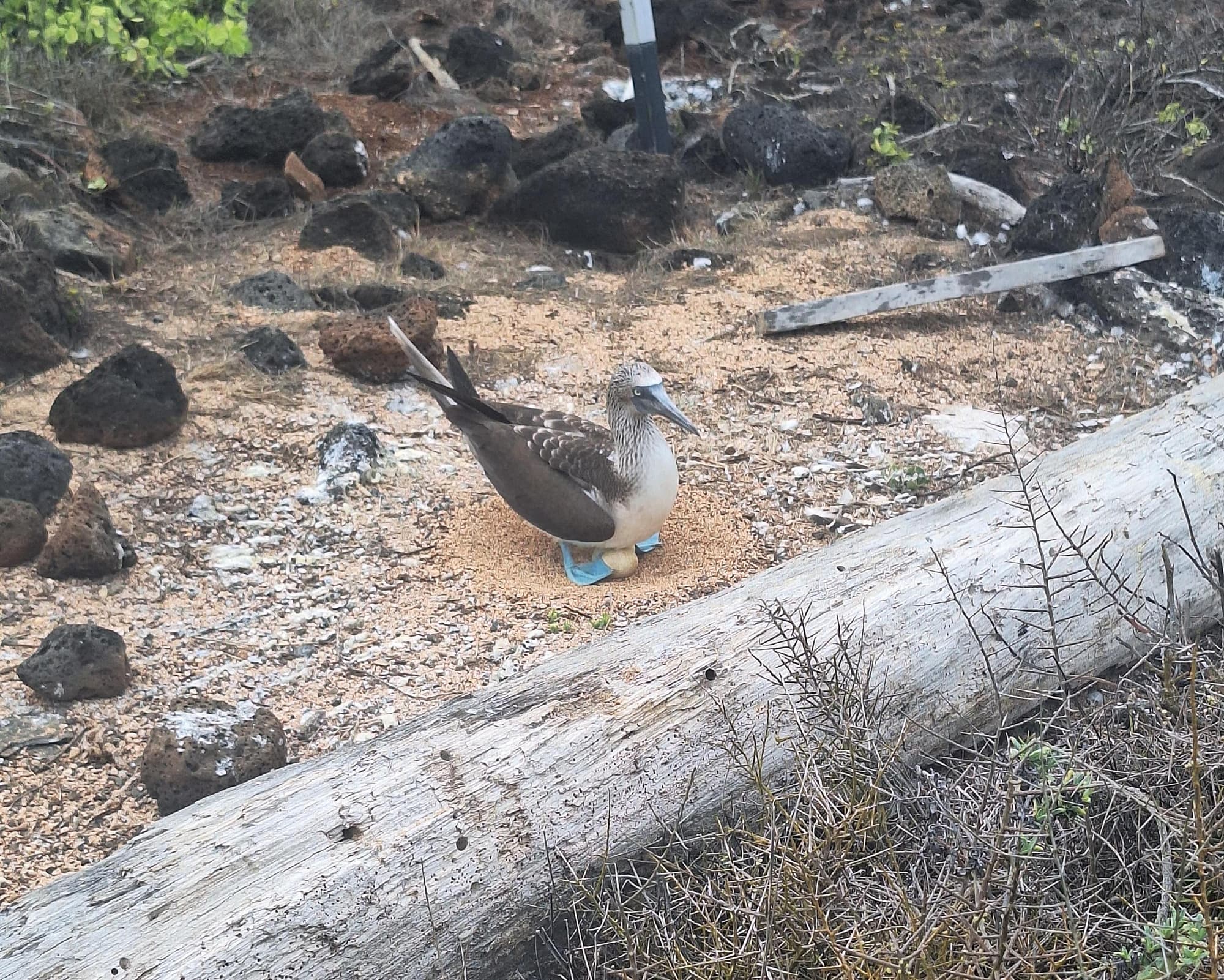 Guayaquil and Galapagos 8 dias 