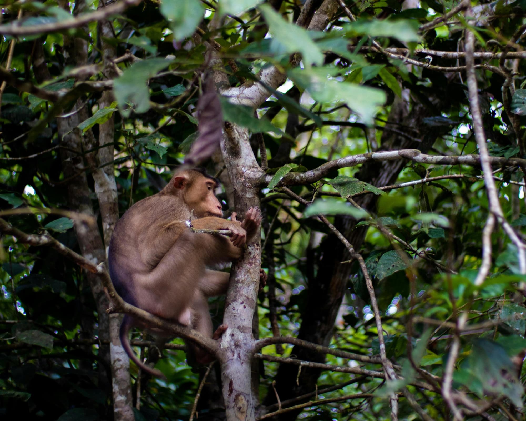 Kurztour "Mulu Nationalpark"